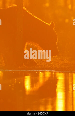 Eurasische Braunbären (Ursus Arctos) am Rand des Wassers, Sonnenuntergang, Kuhmo, Finnland, Juli 2008 Stockfoto