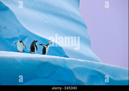 Gentoo Penguin (Pygoscelis Papua)-Gruppe auf Eisberg, Mikkelsen Hafen, Antarktis Stockfoto