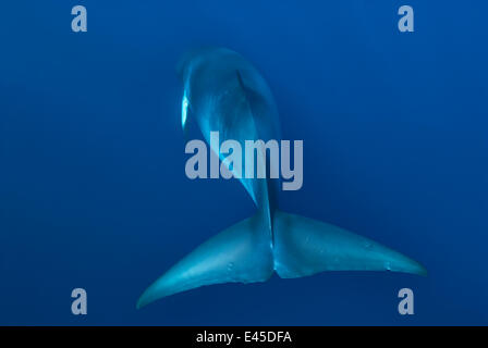 Rückansicht der Zwerg Zwergwal, gedacht, um ein noch-zu-sein namens Untergattung des gemeinsamen Zwergwal {Balaenoptera Acutorostrata} bilden Ribbon Reefs, Great Barrier Reef, Queensland, Australien Stockfoto