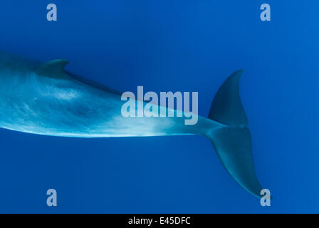 Tail flossen der Zwerg Zwergwal, gedacht, um ein noch-zu-sein namens Untergattung des gemeinsamen Zwergwal {Balaenoptera Acutorostrata} bilden Ribbon Reefs, Great Barrier Reef, Queensland, Australien Stockfoto