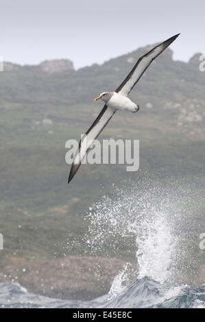 Buller Albatros / Mollyhawk (Thalassarche / Diomedea Bulleri) über Meer, Chatham-Inseln, vor der südlichen New Zealand fliegen Stockfoto