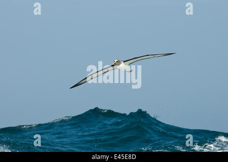 Buller Albatros / Mollyhawk (Thalassarche / Diomedea Bulleri) über Meer, Chatham-Inseln, vor der südlichen New Zealand fliegen Stockfoto