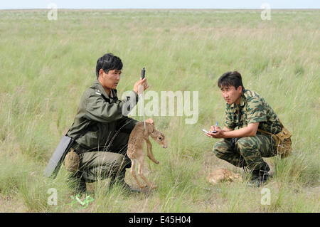 Saiga-Antilope (Saiga Tatarica) Neugeborene wird gewogen und gemessen durch Personal des Naturschutzgebietes Cherniye Zemli (Schwarzerde), Kalmückien, Russland, Mai 2009 Stockfoto