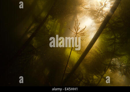 Unterwasser-Blick von White Water Lily Wurzeln (Nymphaea Alba) und Teich Unkraut, Gornje Podunavlje besondere Naturschutzgebiet, Serbien, Juni 2009 Stockfoto