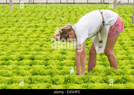 Cambridgeshire, Großbritannien. 3. Juli 2014. Heute wird voraussichtlich der heißeste Tag des Jahres im Südosten Englands mit Temperaturen, die voraussichtlich 27 Grad c erreichen. Es ist noch viel geiler für Lucy Bauld, wie sie Salate in einem Gewächshaus nimmt wo es bereits über 30 Grad C am späten Vormittag war. PGI-Hucklesbury, in der Nähe von Cambridge, sind Teil einer Genossenschaft wachsen Salate für führenden Supermärkte. Computergesteuerte Lüftungsschlitze helfen die Temperatur im Inneren des Gebäudes zu regulieren. Kredit Julian Eales/Alamy Live-Nachrichten Stockfoto