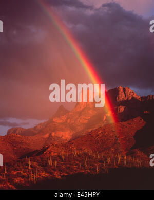 Regenbogen am Sonnenuntergang über der Wüste Hang mit Saguaro Kakteen, Tafelberg in der Ferne, Pusch Ridge Wilderness, Coronado National Forest, Santa Catalina Mountains, Arizona, USA Stockfoto