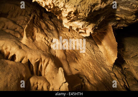 Apennin / Italienisch Höhle Salamander (Speleomantes Italicus) auf die Höhlenwand, San Marino, Mai 2009 Stockfoto