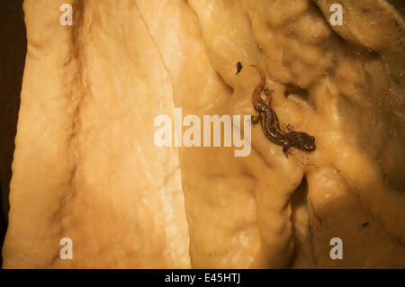 Apennin / Italienisch Höhle Salamander (Speleomantes Italicus) auf die Höhlenwand, San Marino, Mai 2009 Stockfoto