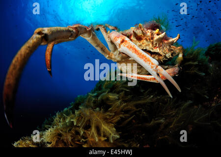 Stachelige Seespinne (Maja Squinado) Malta, Mittelmeer, Mai 2009 Stockfoto