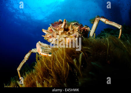 Stachelige Seespinne (Maja Squinado) auf Algen, Malta, Mittelmeer, Mai 2009 Stockfoto