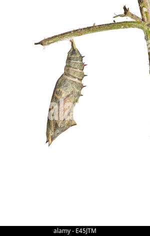 Tagpfauenauge {Inachis Io} entstehende Puppe vor weißem Hintergrund. Sequenz 1/6. Stockfoto