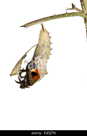 Tagpfauenauge {Inachis Io} entstehende Puppe vor weißem Hintergrund. Folge 2/6. Stockfoto