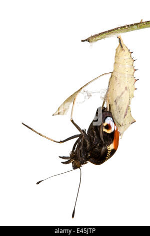 Tagpfauenauge {Inachis Io} entstehende Puppe vor weißem Hintergrund. Sequenz 3/6. Stockfoto