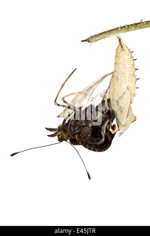 Tagpfauenauge {Inachis Io} entstehende Puppe vor weißem Hintergrund. Folge 4/6. Stockfoto