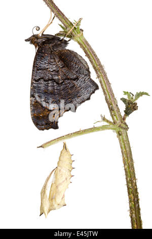 Tagpfauenauge {Inachis Io} entstehende Puppe vor weißem Hintergrund. Folge 6/6. Stockfoto
