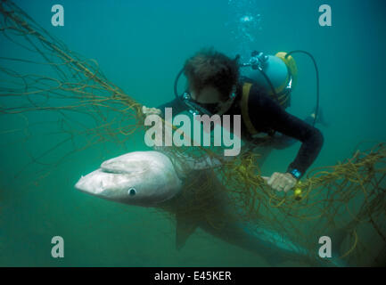 Folge 2/3 Taucher mit Anti-Haifisch POD Examininf Tigerhai (Galeocerdo Cuvier) gefangen in Anti-Haifisch-Netz aus Durban Beach, Natal, Südafrika. Stockfoto