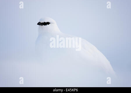 Rock Alpenschneehuhn (Lagopus Mutus Hyperborea) im Schnee, Spitzbergen, Svalbard, März 2009 Stockfoto