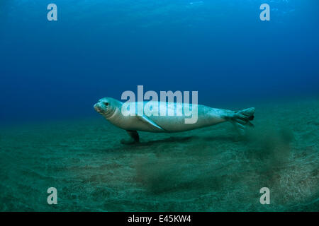 Mittelmeer-Mönchsrobbe (Monachus Monachus) juvenile weibliche Jagd am Meeresgrund, Areias, Deserta Grande, Desertas Inseln, Madeira, Portugal, August 2009 Stockfoto