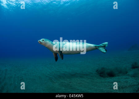 Mittelmeer-Mönchsrobbe (Monachus Monachus) juvenile weibliche Jagd, Areias, Deserta Grande, Desertas Inseln, Madeira, Portugal, August 2009 Stockfoto