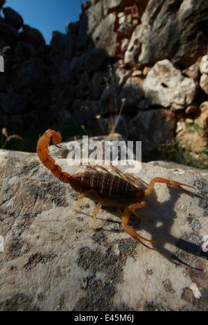 Mediterranean kariert Skorpion (Mesobuthus Gibbosus) auf Felsen, den antiken Ruinen von Mycene, der Peloponnes, Griechenland, Mai 2009 Stockfoto