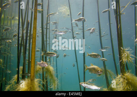 Fischschwarm von Ohrid-See Ukelei (Alburnus Scoranza) Schwimmen unter Riesen Schilf (Arundo Donax) entlang dem Ufer von See Ohrid Lagadin Region, Nationalpark Galicica, Mazedonien, Juni 2009 Stockfoto