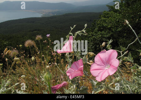 Malve Endivie Ackerwinde (Convolvulus Althaeoides) Blumen in einer Alm über Steine, Blick nach Süden in Richtung Steine Dorf und Konjsko, Makro Prespasee, Nationalpark Galicica, Mazedonien, Juni 2009 Stockfoto