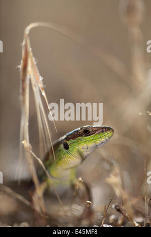 Balkan Eidechse (Podarcis Taurica) Steine Wandbereich, Nationalpark Galicica, Mazedonien, Juni 2009 Stockfoto