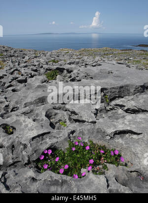 Blutige Cranebill (Geranium Sanguineum) in Blume wächst auf Felsen, Black Head, The Burren, County Clare, Irland, Juni 2009 Stockfoto