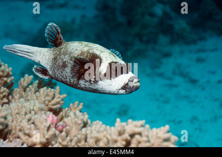 Maskierte Kugelfisch (Arothron Diadematus) mit Bluestreak Reinigungsmittel Wrasse (Lutjanus Dimidiatus). Ägypten, Rotes Meer. Stockfoto