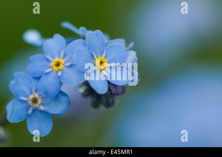 Alpine Vergissmeinnicht (Myosotis Alpestris) in Blüte, Liechtenstein, Juni 2009 Stockfoto