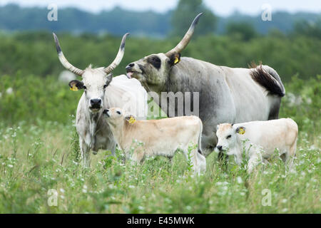 Slawonische Syrmian Rinder (seltene Rasse) auf Wiese zwischen Krapje ...