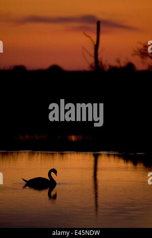 Höckerschwan (Cygnus Olor) Erwachsenen Silhouette auf See bei Sonnenuntergang, Oostvaardersplassen, Deutschland, Juni 2009 Stockfoto