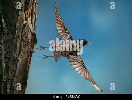 Star (Sturnus Vulgaris) aus Nest fliegen. UK Stockfoto