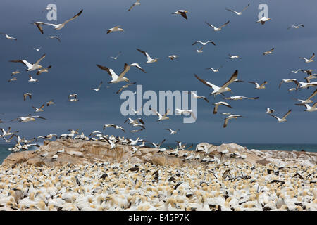 Cape Gannet (Sula Capensis) strömen überfliegen Verschachtelung Kolonie bei stürmischem Wetter, Lamberts Bay, Südafrika. Stockfoto