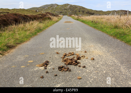 Blick entlang einer schmalen Landstraße mit Mist Kot von wilden Ponys. South Uist Äußere Hebriden Western Isles Schottland Großbritannien Stockfoto