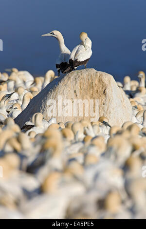 Cape Gannet (Sula Capensis) paar auf Felsen in Verschachtelung Kolonie, Lamberts Bay, Südafrika. Stockfoto