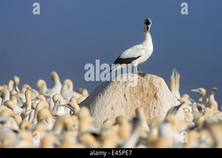 Cape Gannet (Sula Capensis) thront auf einem Felsen, während mit der Aufforderung, Verschachtelung Kolonie, Lamberts Bay, Südafrika. Stockfoto