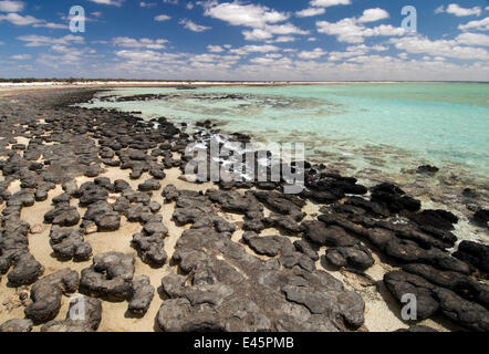 Kolonie von Stromatolithen in hyper salzhaltigen Wasser, Hamelin Pool, Hamelin Bay Conservation Park, Shark Bay, Westaustralien Stockfoto