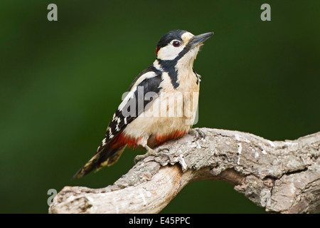 großen entdeckt Specht (große Dendropocus) Erwachsenen stehen auf Ast, Hortobagy, Ungarn Stockfoto