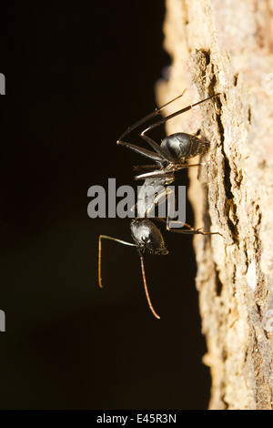 Ameise Überwachung Gruppenmitglieder mit Nahrungsmitteln, Aarey Milch Kolonie, Mumbai, Indien. Stockfoto