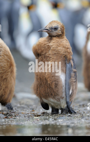 Juvenile Königspinguin (Aptenodytes Patagonicus) stehend auf den Strand von Macquarie-Insel, sub-antarktische Gewässern Australiens und Stockfoto