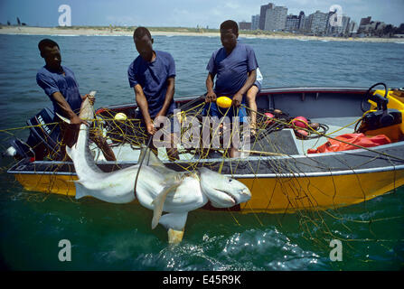 Sequenz 3/3 drei Meter Tigerhai (Galeocerdo Cuvier) gefangen in Anti-Haifisch-Netz, wird von drei Männern, Strand von Durban, Südafrika in Boot gehisst. Stockfoto