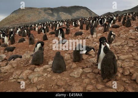 Adelie Penguin (Pygoscelis Adeliae) Kolonie mit Erwachsenen und Jugendlichen auf Paulet Insel, Weddell-Meer. Antarktis, Januar 2009 Stockfoto