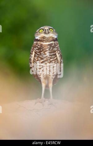 Kanincheneule (Athene Cunicularia) stehen am Eingang zu buddeln, und beobachtete eine rot - angebundener Falke kreisten. Salton Sea, Kalifornien, USA. Stockfoto