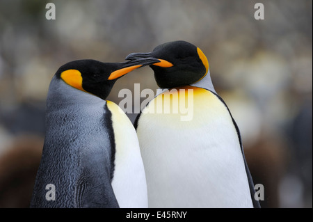 Berührung mit den Schnäbeln auf Macquarie Island, zwei Königspinguin (Aptenodytes Patagonicus) sub-antarktische Gewässern Australiens. Stockfoto