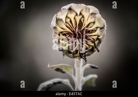 Sonnenblume Stockfoto