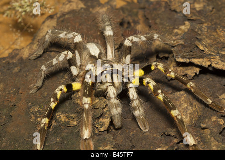 INDISCHE ORNAMENTALEN TARANTULA, Poecilotheria Regalis, selten, Matheran, Raighad Bezirk, Maharashtra Stockfoto