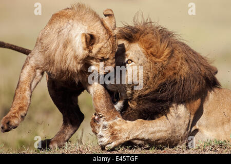 Afrikanischer Löwe (Panthera Leo) Männchen zurück im Kampf gegen die männliche Jugendliche, das seinen Schlaf, Masai Mara National Reserve, Kenia gestört hat. März. Stockfoto