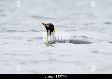 Königspinguin (Aptenodytes Patagonicus) Schwimmen im Wasser bei Macquarie Insel, sub-antarktische Gewässern Australiens. Stockfoto