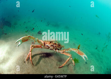 Stachelige Seespinne (Maja Squinado) mit Krallen wuchs in einer aggressiven Haltung, eine schnelle Tide Abersoch, Wales, UK, Mai. Stockfoto